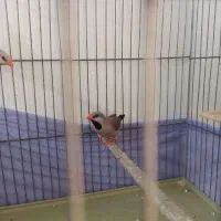 فنچ کرواتی|پرنده|تهران, شکیبا|دیوار