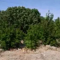 فروش باغ وزمین کشاورزی|فروش دفتر صنعتی، کشاورزی، تجاری|تهران, نارمک|دیوار