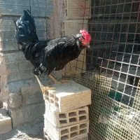 خروس گلین مشکی