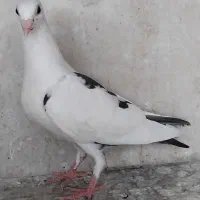 جوجه پلاکی|پرنده|اصفهان, سعادت‌آباد|دیوار