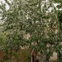 باغ ویلا با آب کافی و قابل تهاتر