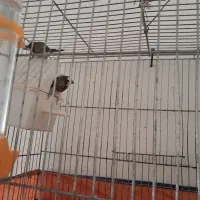 فنچ بنگالی|پرنده|سامن, |دیوار