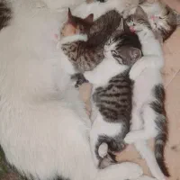 واگذاری گربه رایگان