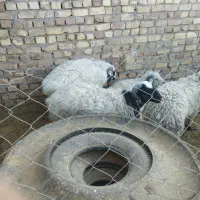 میش چاق بره چاق|حیوانات مزرعه|رفسنجان, |دیوار