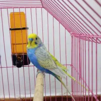 مرغ عشق|پرنده|اندیمشک, |دیوار