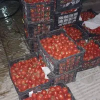 رب خانگی اعلا درجه 1