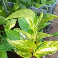 پتوس ارتشی سبز و ابلق کامپکت