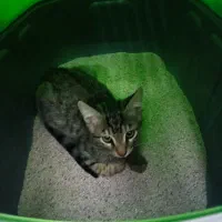 واگزاری گربه