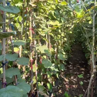 نهال کیوی|گل و گیاه طبیعی|رشت, شهرک قدس|دیوار