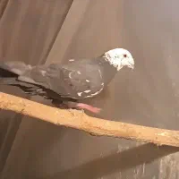 یک جفت کفتر پلاکی|پرنده|شیراز, بازار|دیوار