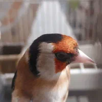 سهره چهارگل دهن لر