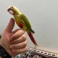 طوطی گرینچیک|پرنده|امامزاده عبدالله, |دیوار