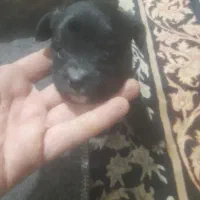 سگ زیبا و با وفا باهوش|سگ|بم, |دیوار