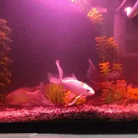 آکواریوم شصت سانت شرکتی،ماهی کوی باله بلند