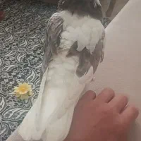 کفتر