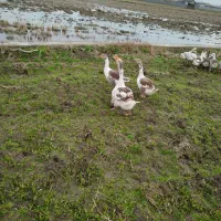 تخم نطفه دار غاز دورگ درجه یک تازه