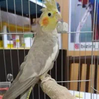 عروس هلندی گمشده