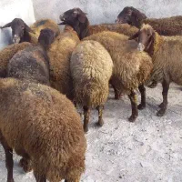 گوشتی وقربانی|حیوانات مزرعه|اردبیل, |دیوار