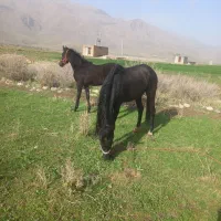 اسب