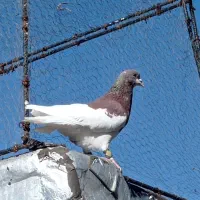 نرماده شهری