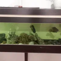 آکواریوم کامل بالوازم و ماهی