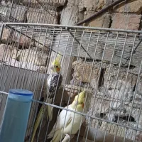 عروس هلندی نر ماده|پرنده|قم, یزدانشهر|دیوار