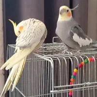 سه عدد عروس هلندی . همراه قفس و لوازم|پرنده|فارسان, |دیوار