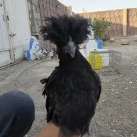 مرغ گلین و لری|حیوانات مزرعه|فولادشهر, A3|دیوار