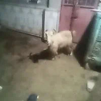 بز با بیگ|حیوانات مزرعه|مسجد سلیمان, |دیوار