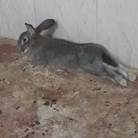 خرگوش جاینت(غول)