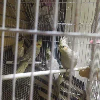 پنج عروس هلندی و دوتا عروس نرو ماده