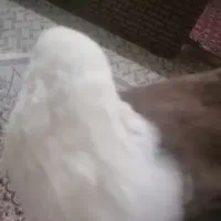 کبوتر|حیوانات|اهواز, کوی علوی|دیوار