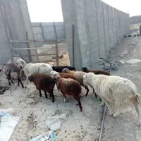 میش بره و قوچ رومن|حیوانات مزرعه|صفادشت, |دیوار