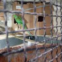 طوطی ملنگو|پرنده|گنبد کاووس, |دیوار