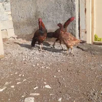 تخم مرغ|حیوانات مزرعه|کرمانشاه, |دیوار