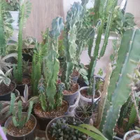 گل سانسوریا  مرجان  برگ بیدی  صخره ایی|گل و گیاه طبیعی|مرند, |دیوار