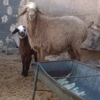 میش دوقلو زا ، میش بره دار ،میش ابستن بز|حیوانات مزرعه|مشهد, امیریه|دیوار