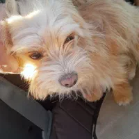 نژاد دار ماده حرف گوش کن و خونگی|سگ|آشخانه, |دیوار