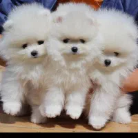 توله سگ پامرانین 80روزه تیکاپ کوچیک ترین نژاد