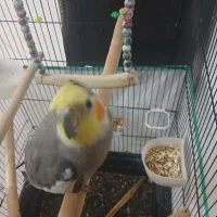 عروس هلندی نر|پرنده|کنگاور, |دیوار