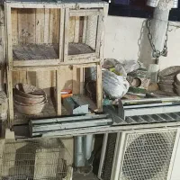 کفتر جفتکن|پرنده|قم, شهرک امام حسین|دیوار