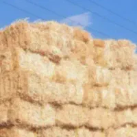 کاه .کلوش