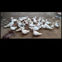 تخم اردک نطفه دار مسکویی                ۳۰/۰۰۰