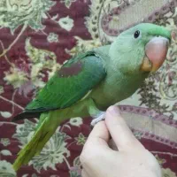 جوجه شاه طوطی|پرنده|تبریز, |دیوار