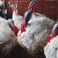 بوقلمون گوشتی ارگانیک