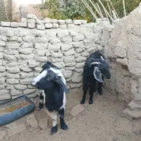 گتاچ خوب|حیوانات مزرعه|سراوان, |دیوار