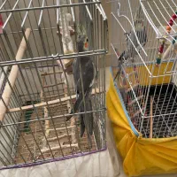 پرنده عروس هلندی