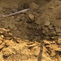 کود گوسفندی