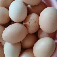 تخم مرغ محلی