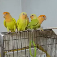 طوطی برزیلی اوپال اورجینال|پرنده|تهران, شمیران‌نو|دیوار